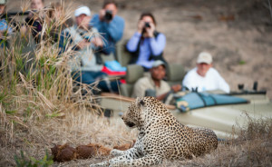 People taking pictures of a leopard