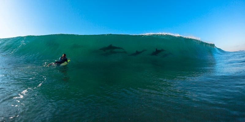 Delfine vor Durban