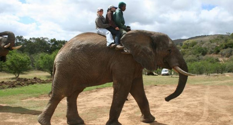 elefanten-suedafrika