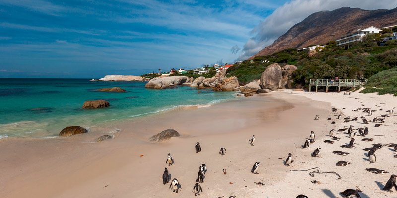 boulders-beach-penguins