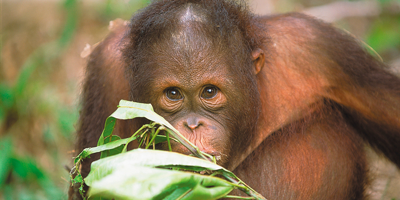 orangutan-baby-borneo