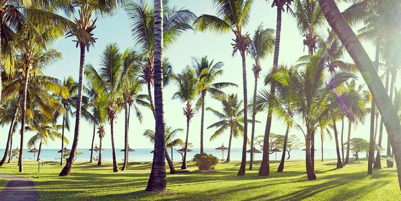 coconut-palms-mauritius-la-pirogue-resort-1