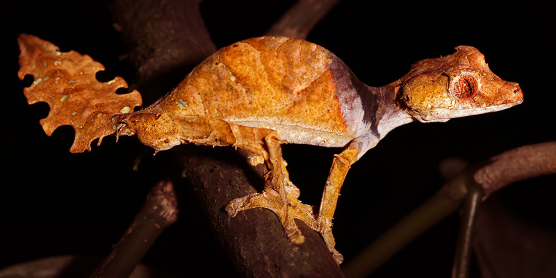 satantic-leaf-tail-lizard