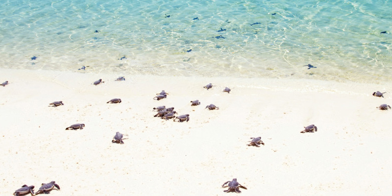turtles-going-to-the-sea-oman