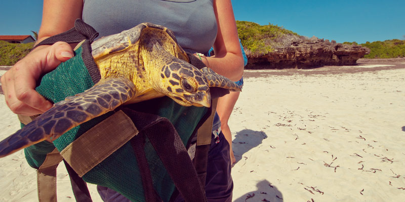 woman-rescuing-turtle-on-beach