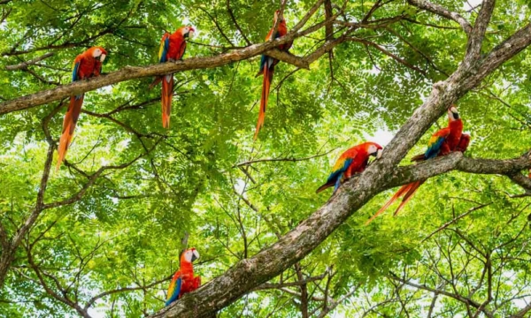parrots-featured-image