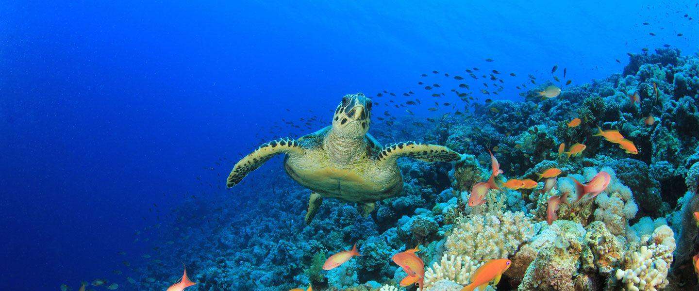 costa rica meeresschildkröten