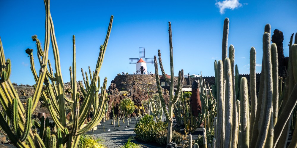 Cesar Manrique Kaktusgarten Lanzarote Kakteen Windmühle Sonnenschein Kanarische Inseln Spanien